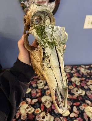 Deer   Skull   Nature Cured: Craft Grade