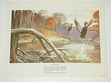 Remington Sportsmen's Black Duck Lithograph Fine Print USA