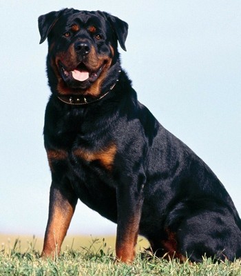 cute baby rottweiler