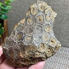 raw brown Coral stone rough stone Original Specimen collection 178g A140