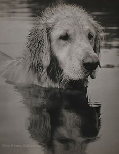 bruce weber dogs