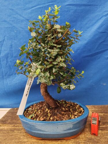 bonsai  quercia da sughero  h 51 cm visita il negozio - Zdjęcie 1 z 7