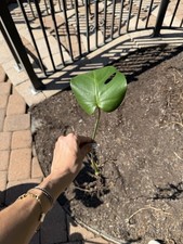 Monstera Deliciosa Tropical Live Plant Cutting with Rooting Easy to Care