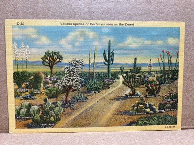 Various Species of Cactus as seen on the Desert Linen Postcard No 1147