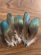 5pcs Natural Rare Green Lady Amherst Pheasant Feathers 10-15cm DIY Art Craft