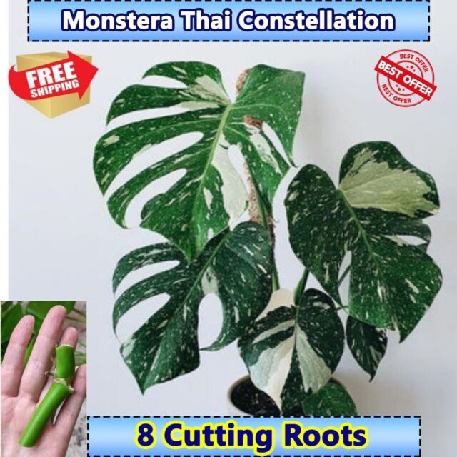 8 Monstera Thai Constellation Variegated Rooted Cutting 100% Fresh Free Shipping 8 Monstera Thai Constellation Variegated Rooted Cutting 100% Fresh Free Shipping