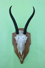 Jagdtrophäe - Springbocktrophäe auf Gehörnbrett