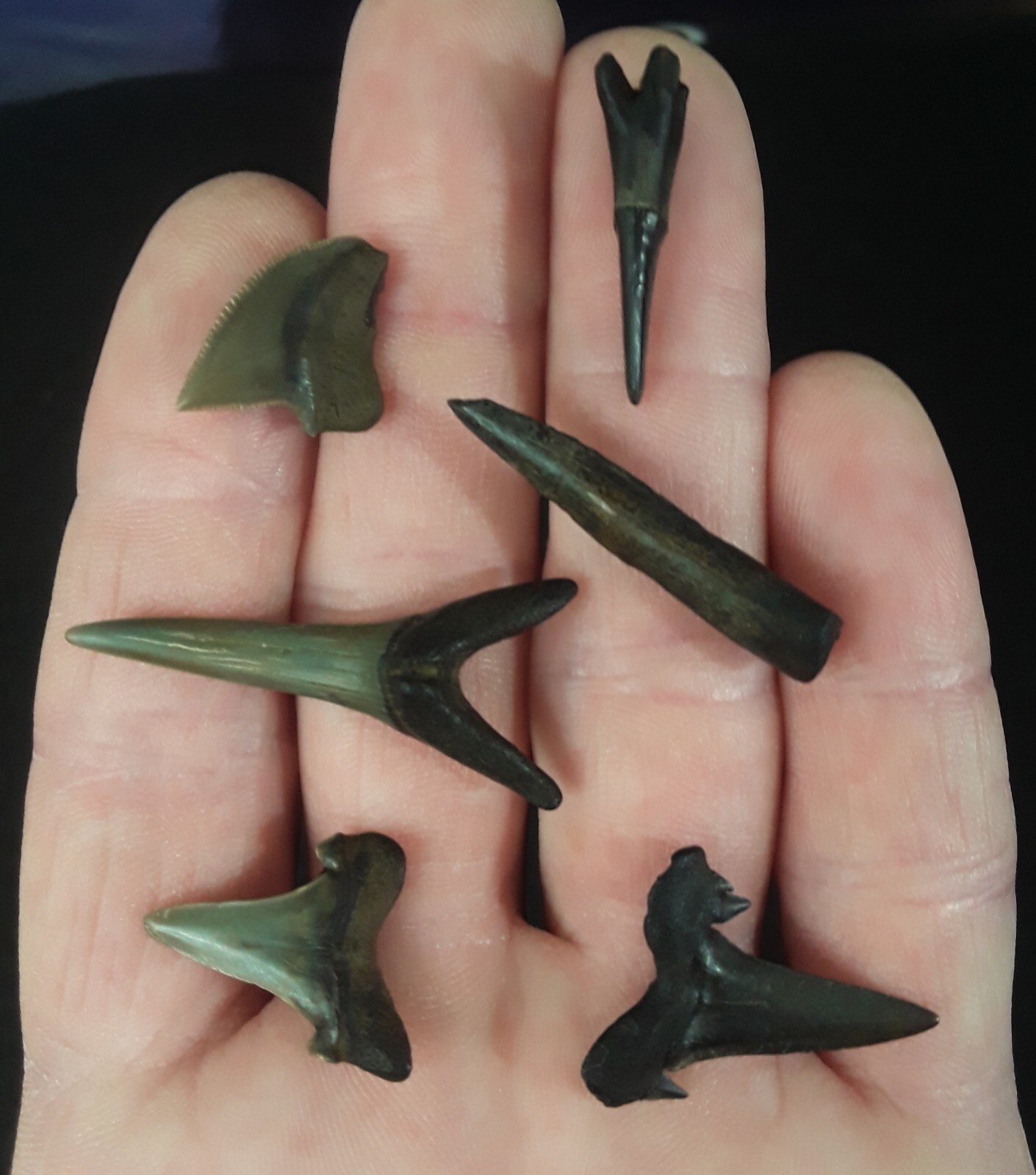 Sawshark Teeth for Sale Shark Teeth Store