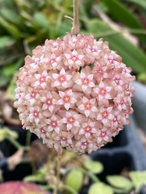 Hoya parasitica 'Pink',   Rooted Plant Shipped in 2.5'' Pot