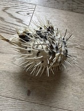 Vintage Porcupine Puffer Fish Light