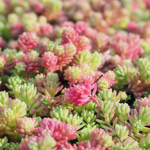 1 PIANTA DI SEDUM IN MIX ASSORTITO VASO 13CM
