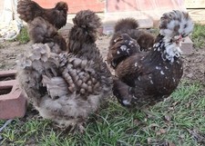 6 Quality CHOCOLATE MOTTLED Silkie/Satin Hatching Eggs NPIP AI CLEAN