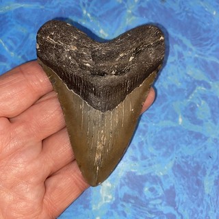 MEGALODON SHARK TOOTH 3.51” HUGE TEETH MEG SCUBA DIVER DIRECT FOSSIL NC 2037