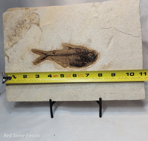 Angenehm erhaltener Diplomystus Fisch - Bild 4 von 7