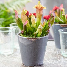 Sarracenia Smoorii Fly Trap | Vibrant Trumpet Pitcher Plant (20-30cm Incl Pot)