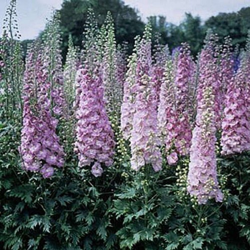 50 Million Dollar BlushDelphinium Seeds Perennial Flower Garden Seed Flowers 793 - Picture 2 of 24