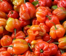 Fresh AJI' DULCE Pepper Plant Seed Packet, Sweet Chili Pepper 50 SEEDS