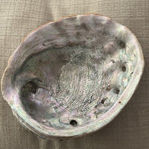 Jumbo Red Abalone Shell 8.75" X 7" Natural Iridescent Mother Of Pearl Trophy Xlg