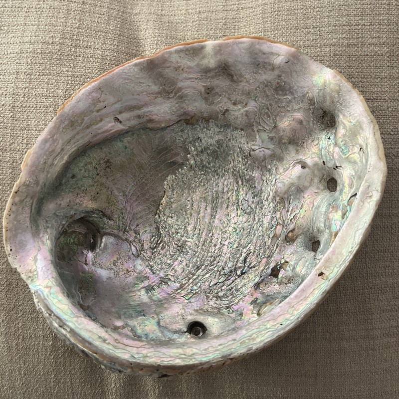 Jumbo Red Abalone Shell 8.75" X 7" Natural Iridescent Mother Of Pearl Trophy Xlg