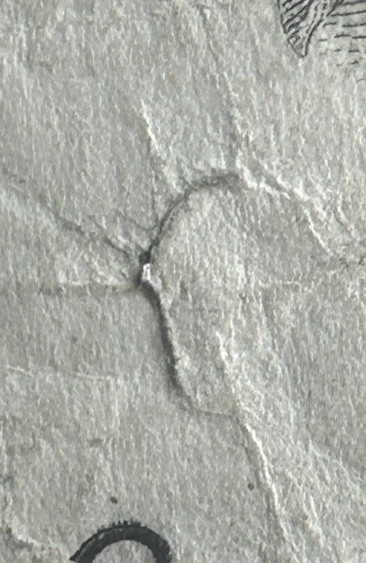 (VINTAGE!) $50 Old Vintage Small Head New York Currency B31128810B Series 1981 - Image 4 of 4