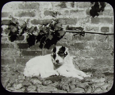 Glas magische Laterne Dia TERRIER LIEGEND UM 1900 VIKTORIANISCHES FOTO