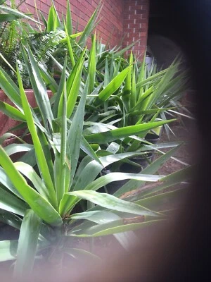 Plant Nursery For Sale In Victoria Plants Gumtree Australia Free Local Classifieds