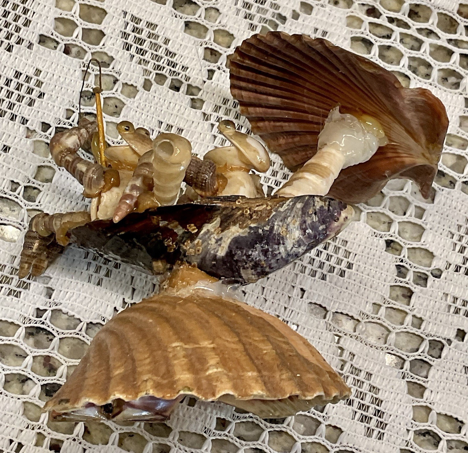 Vintage Hand-Made Sea Shell Fishing frogs In Boat.  Very Old