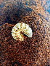 Beetle Spawning and Breeding substrate (flake soil)  6.6lb one  pack