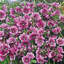 Malva sylvestris Braveheart 1,000 seeds