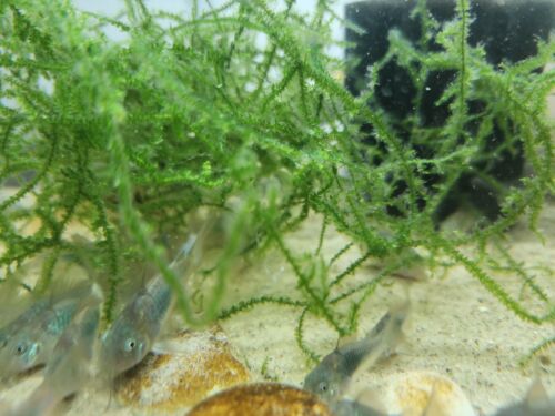 Group of Green Emerald Corydoras back in Stock - Picture 2 of 8