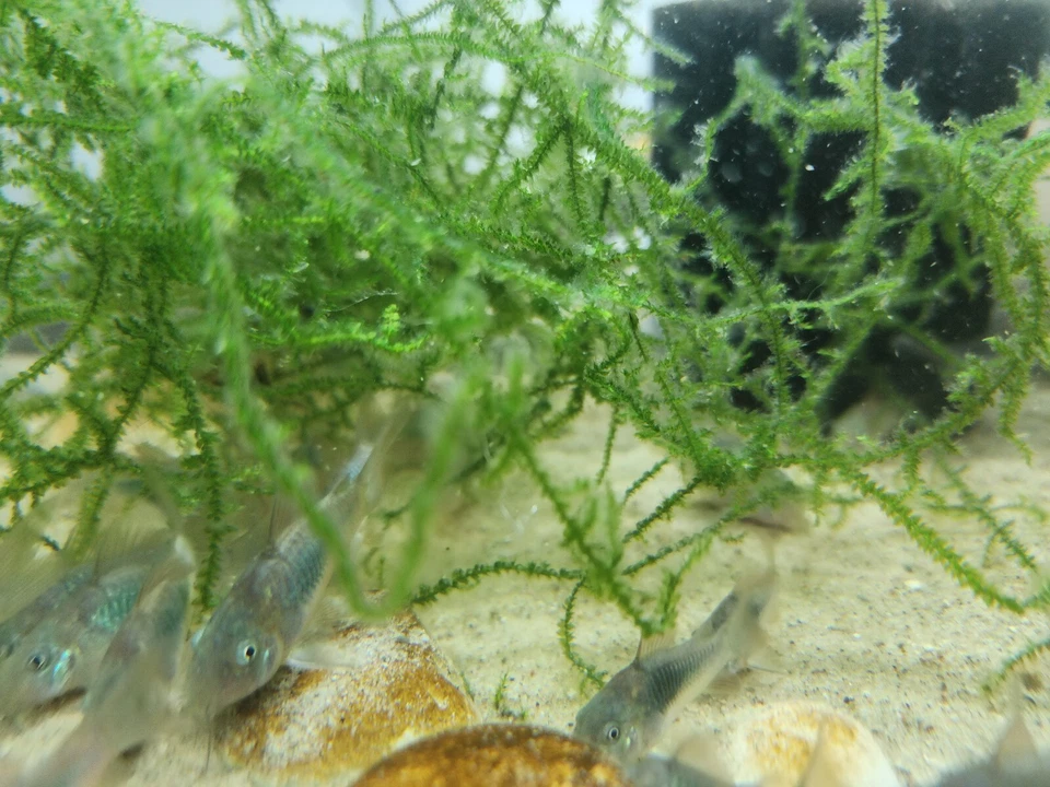 Grupo de Corydoras Esmeralda Verde Envío Gratis 2 Días Foto 2 de 4