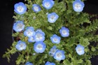 Nemophila (Baby Blue Eyes) 600+ Seeds :) Instructions Included x