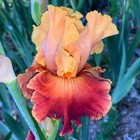 Tall Bearded Iris Rhizome "Italian Summer" Howard Dash 2021
