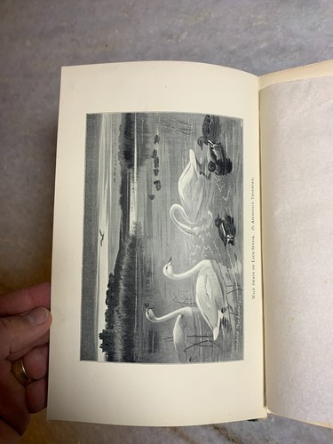 Antique Victorian Gilded Ornate 1st Ed Mountain Stream & Covert 1897 SPORTS - Picture 15 of 24