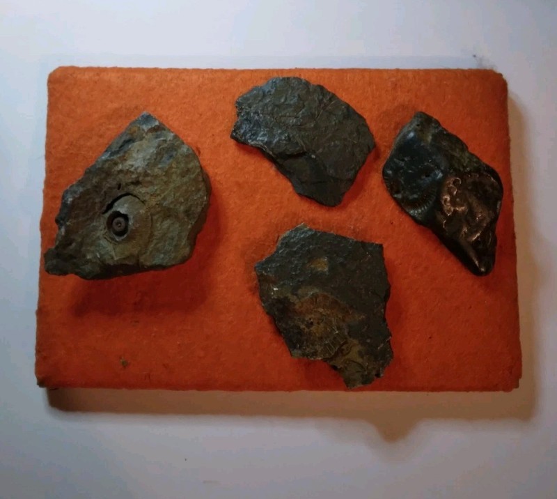 ANTIQUE 4 FOSSIL PREHISTORIC DISPLAY
