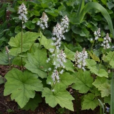 Foamflowers Tiarella Cordifolia Bare-root