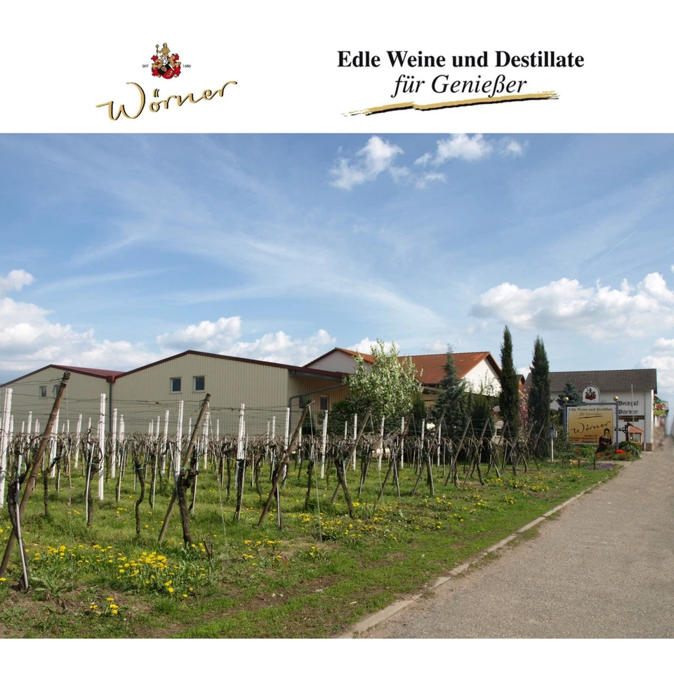 WEINGUT WÖRNER: 12 Fl. Wein Probierpaket, Weißwein Rotwein lieblich, Weinprobe - Bild 4 von 4