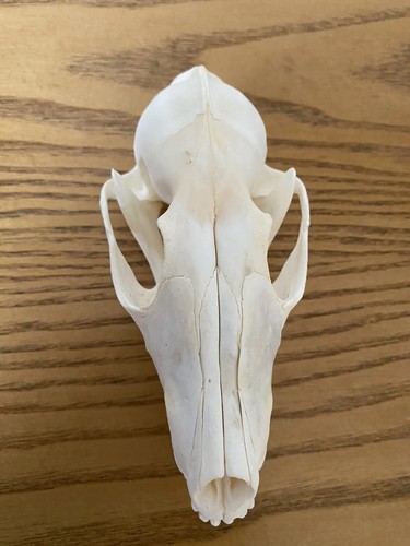 Predator Cosplay Kostüm Requisiten echte Trophäe Schädel Halskette, 1/1 Maßstab Erwachsenengröße - Bild 11 von 16