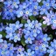 Vintage Forget-Me-Nots
