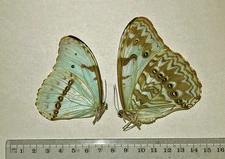 MORPHO EPISTROPHUS CATENARIA****pair****SE Brazil(papered-not pinned)