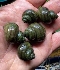 3 Mystery Snails Asian Ringed Apple Snail Freshwater Snails No Baby Snails Pond