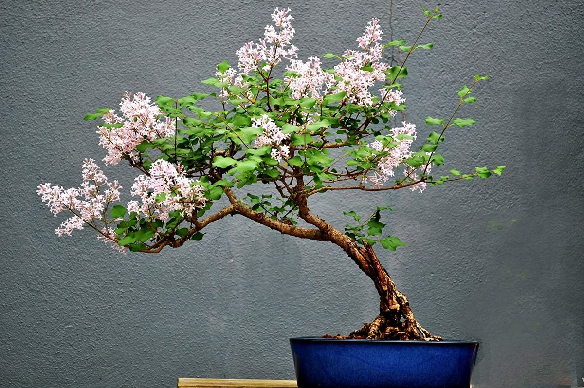 Pink Lilac Bonsai Tree Seeds 30+ Seeds Highly Prized for Bonsai Stunning  Blooms | eBay