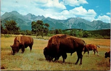 Vintage Buffalo Bison Roam The Range Chrome Postcard Dexter Press 29260-B Unused