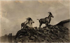 Horned Goats in Farm Yard RPPC Real Photo Postcard 1910-20s