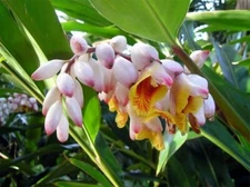 1 Shell Ginger Rhizome Alpinia Zerumbet Porcelain Lily Exotic Flower