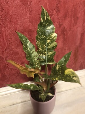Philodendron Narrow Variegata Ring Of Fire Jungpflanze
