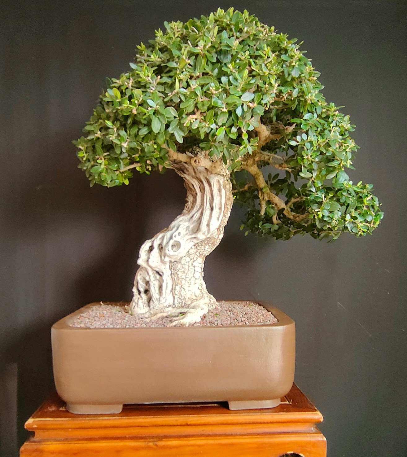 BONSAI ESEMPLARE DI OLIVASTRO