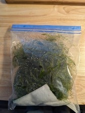 2CUPS Live Hornwort Aquarium Plant Semi Floater Healthy Fast Growing Plant