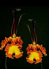 Psychopsis Mariposa. 1 New Groth. Mature Plant. Spikes Last Up To 12 Years. 