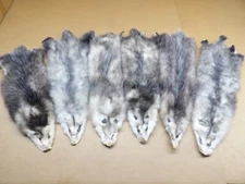 Professionally Tanned #2 L Opossum Hide/Furs/Taxidermy/Crafts/Real USA Furs